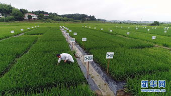 從實驗室到田間 重金屬污染耕地修復治理的科研實踐與未來發展