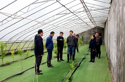 農業科研新篇章 國家柿圃改擴建項目評審會圓滿召開，助推柿產業高質量發展